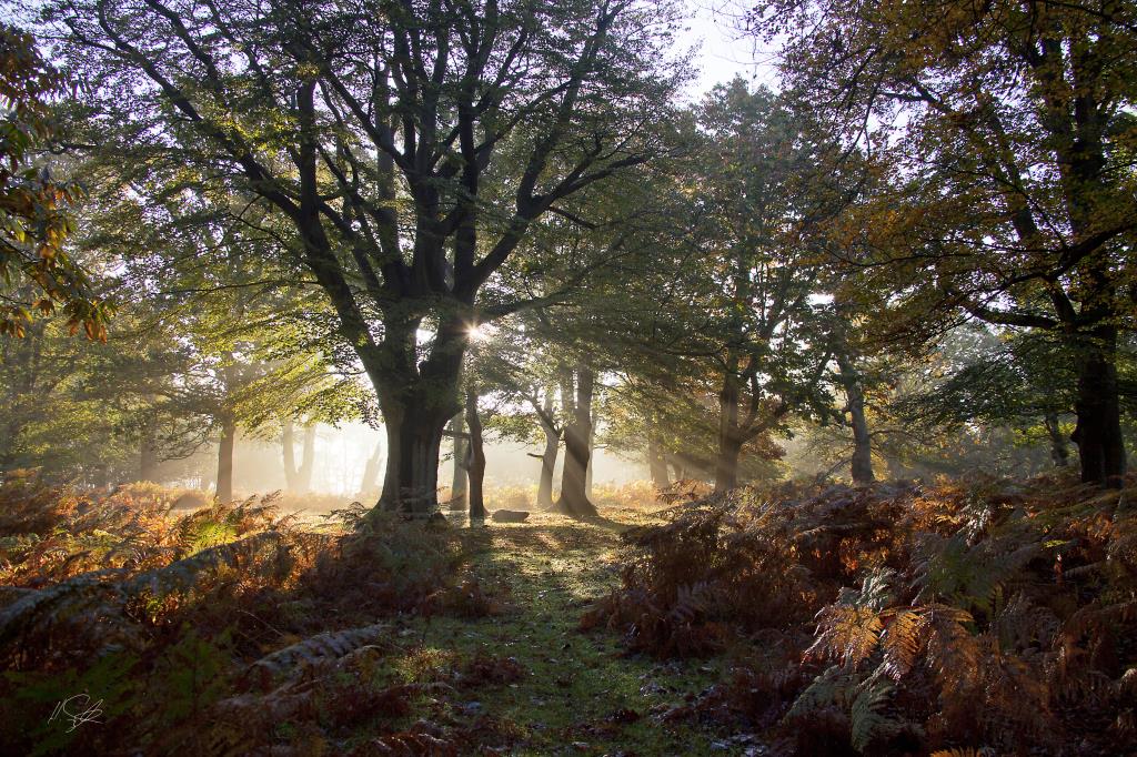 Denny Wood New Forest Hampshire Autumn Mist