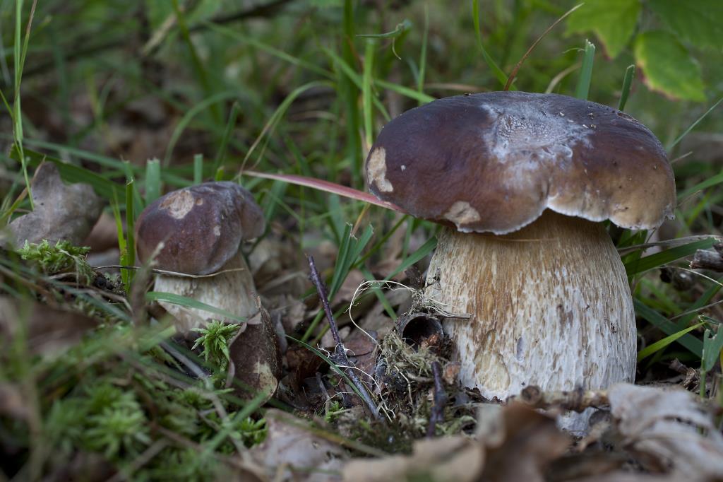 cep fungus boletus edulis photo new forest wild mushroom