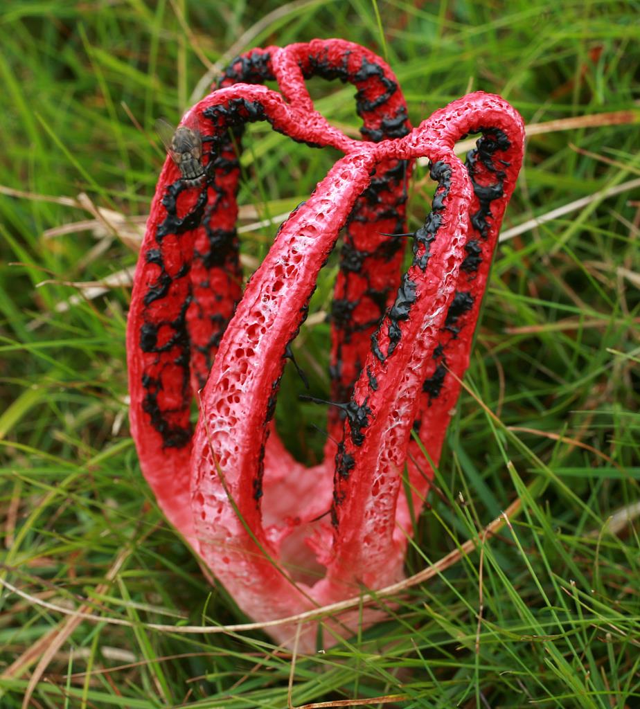 photo Devils Claw wild mushroom fungus new forest