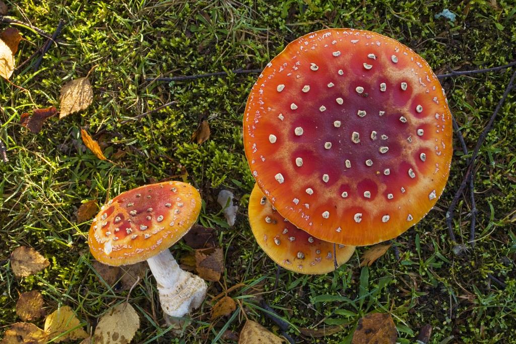 new forest wild mushroom fungi fly agaric