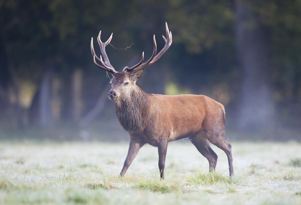 New Forest and Hampshire Wildlife deer