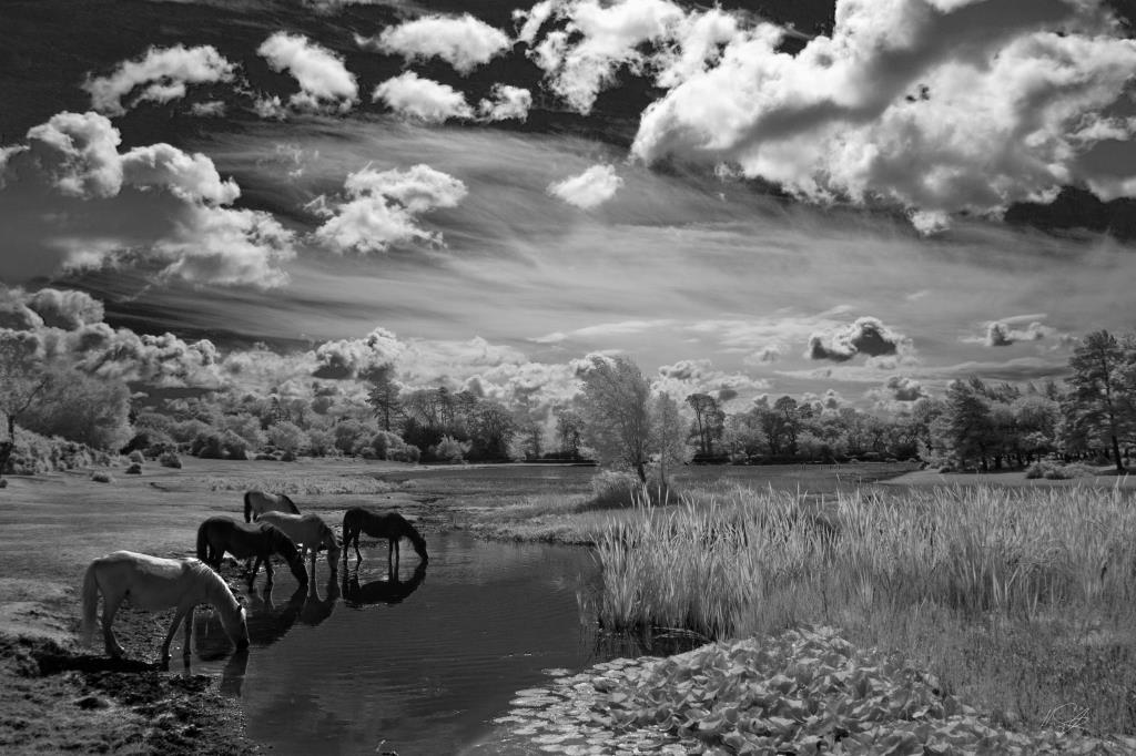 Infrared Landscape photography image of New Forest Ponies at Hatchet Pond near Beaulieu in the National Park