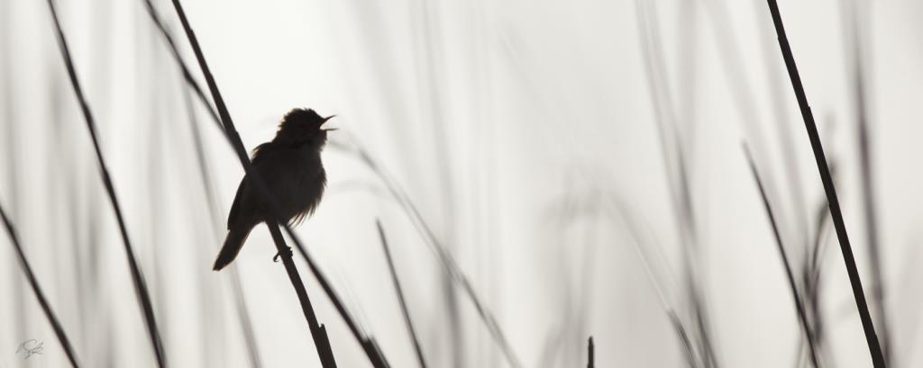 Wildlife photography Reed Warbler singing in the New Forest national Park