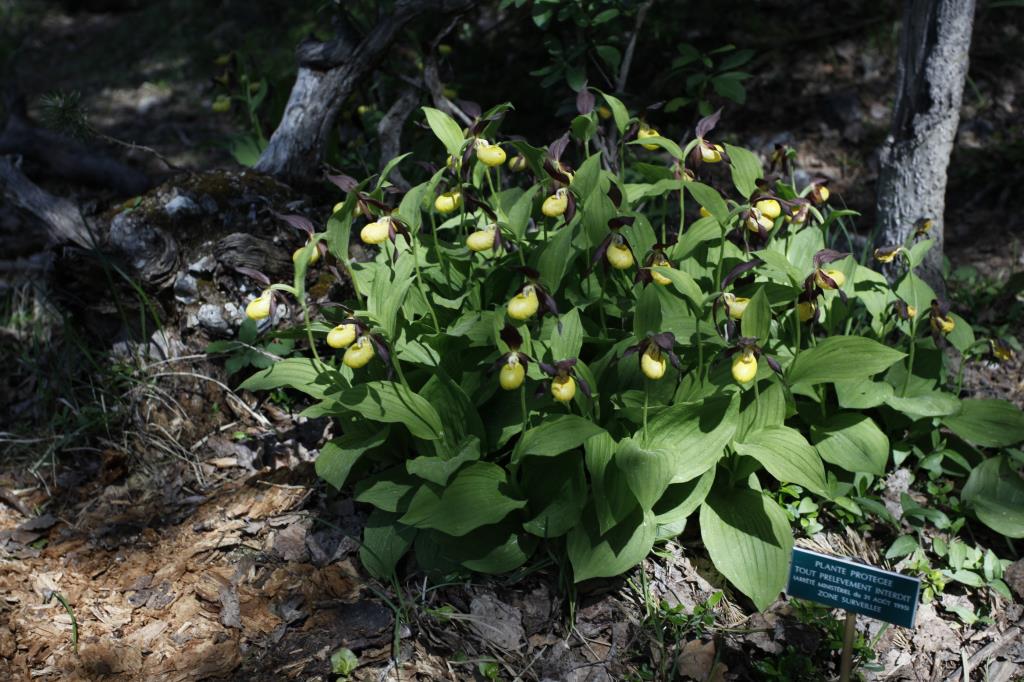 Wild Slipper Orchids in the Alps Photography rare Wild Slipper Orchids Alps