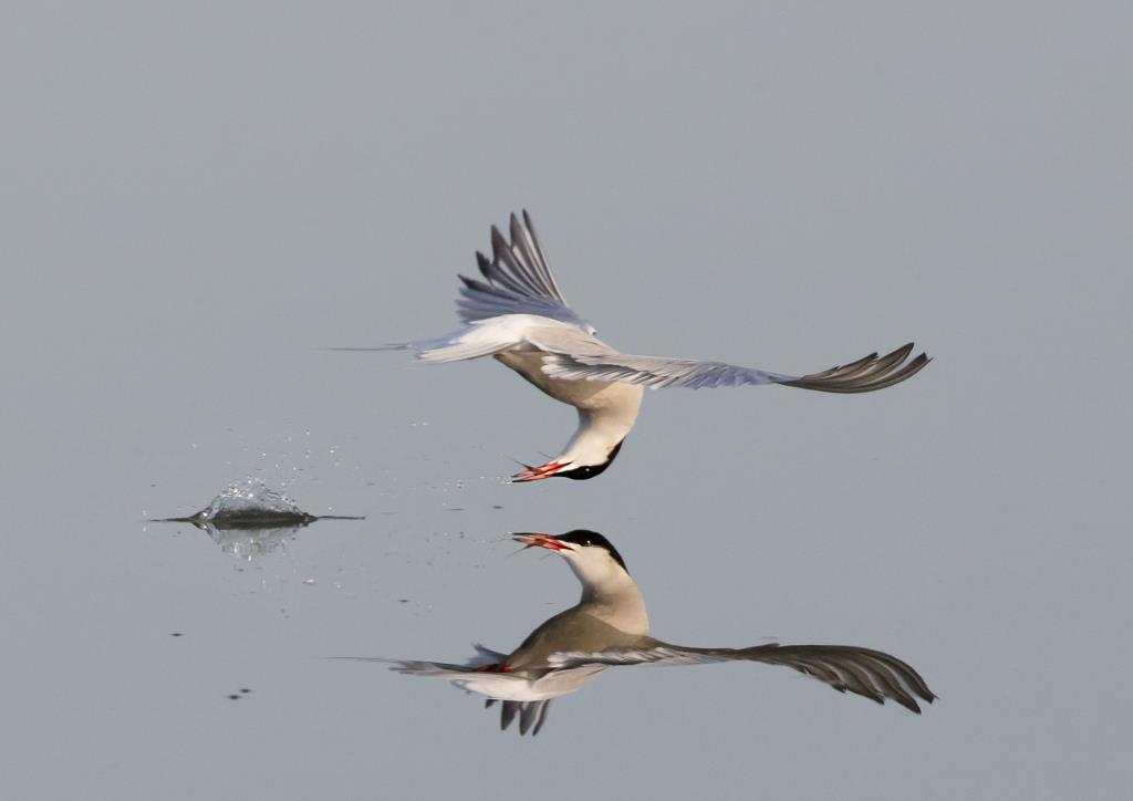 Fine art photography image of a tern fishing