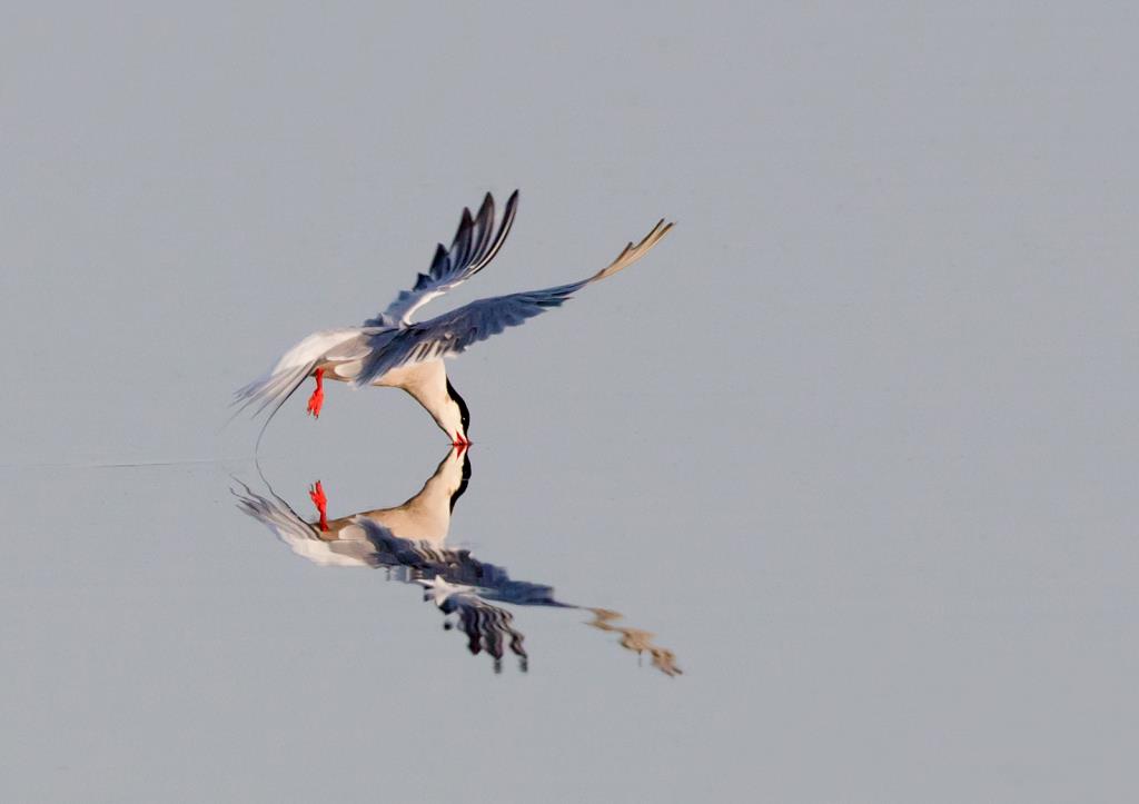bird photography workshop training Lymington New Forest