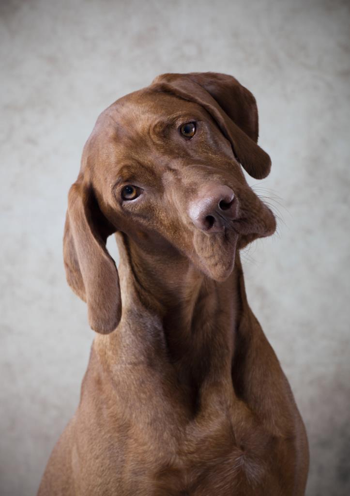 studio portrait dog photography canine lymington