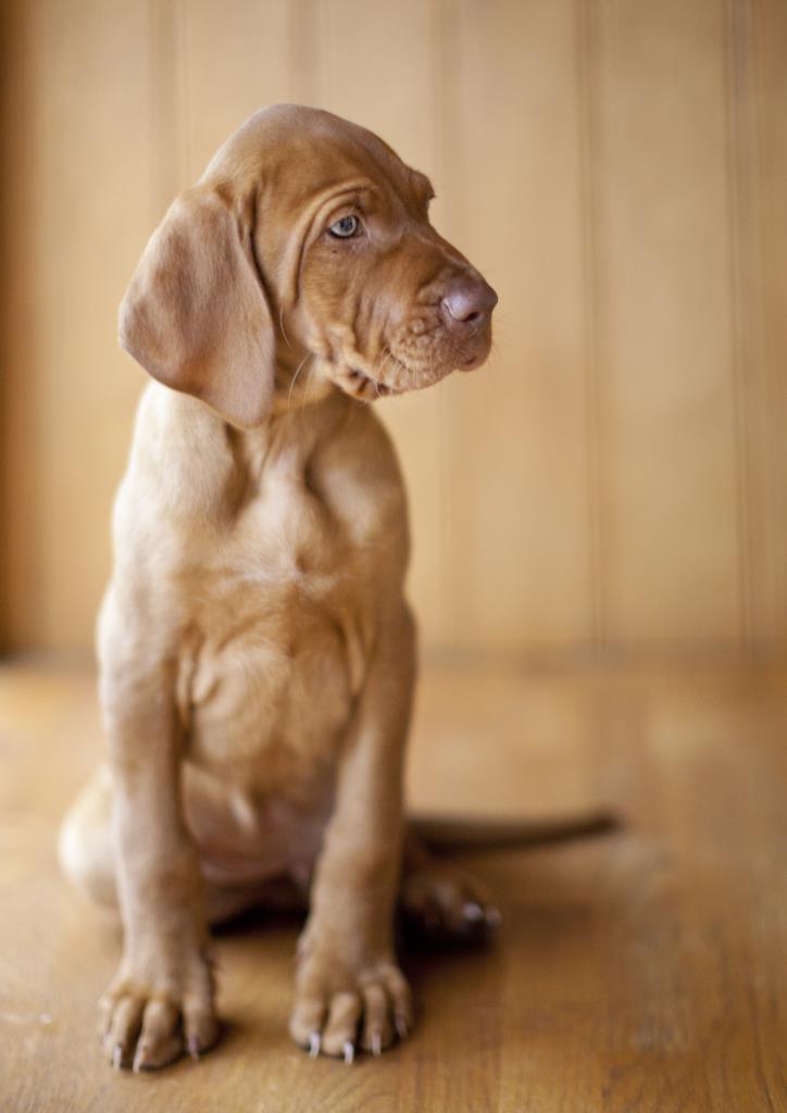 Fun family dog portraits