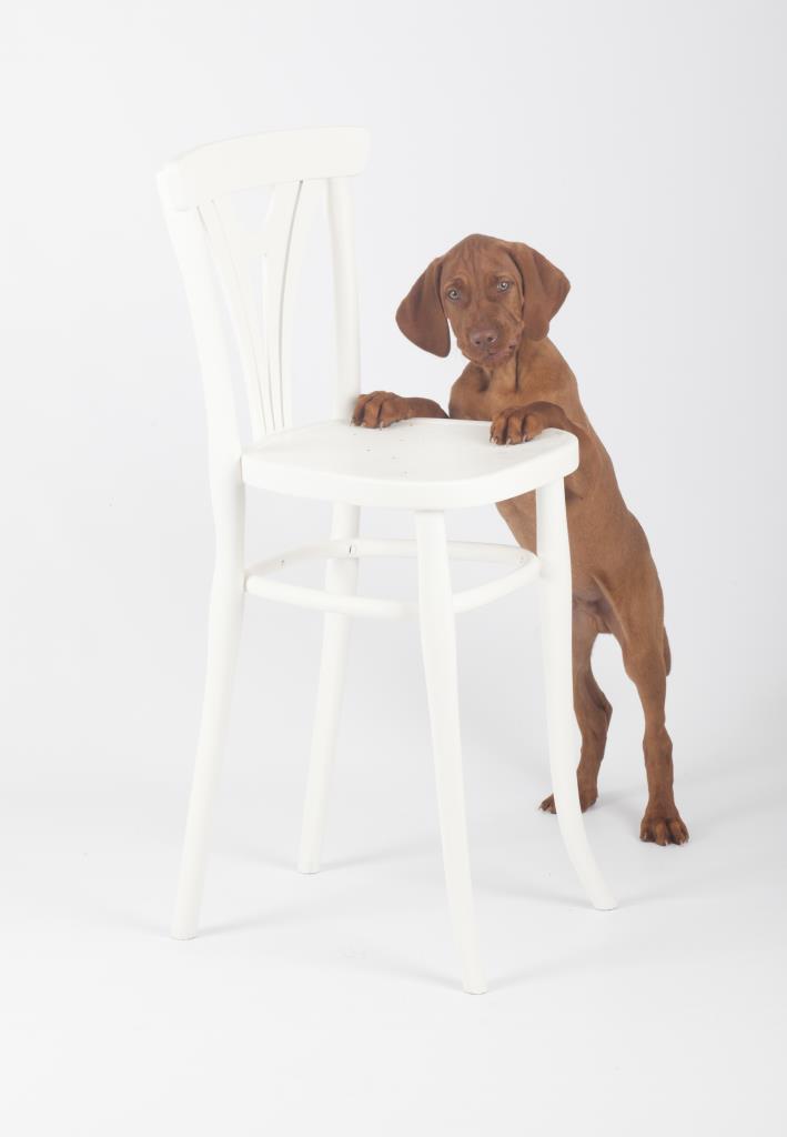 Hungarian Vizsla puppy studio photography shoot with chair