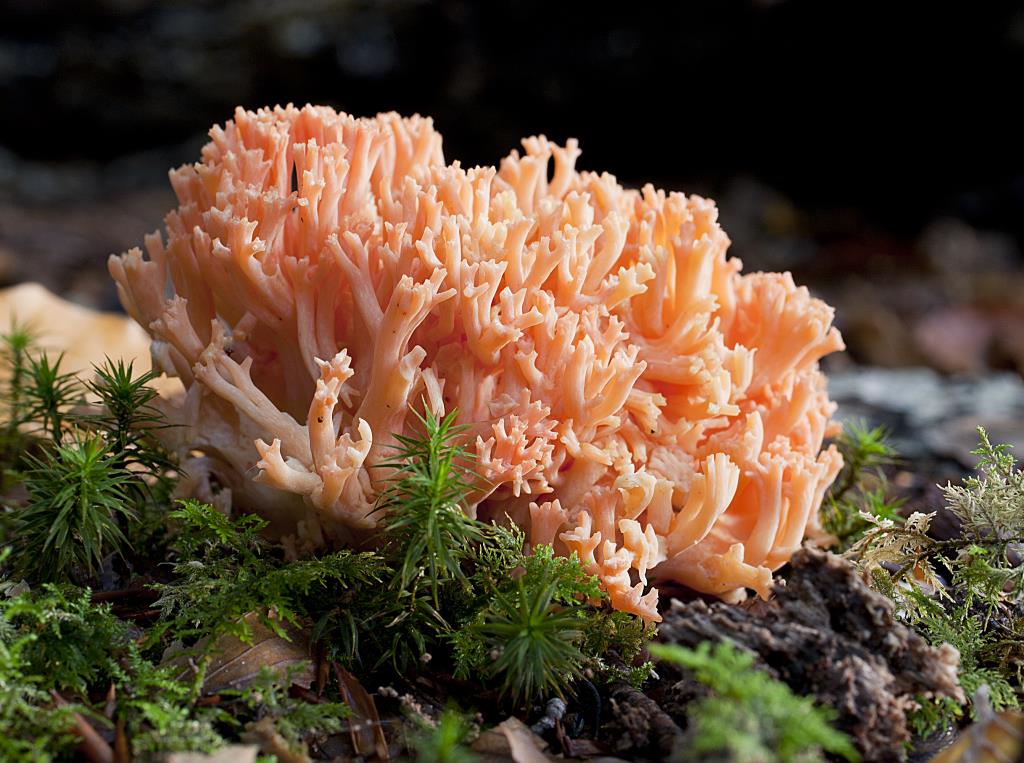 photo Pink Coral fungus new forest wild mushroom