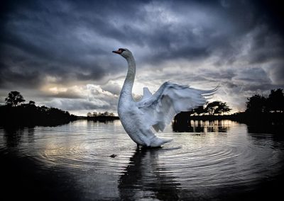 swan hatchet pond New Forest National Park