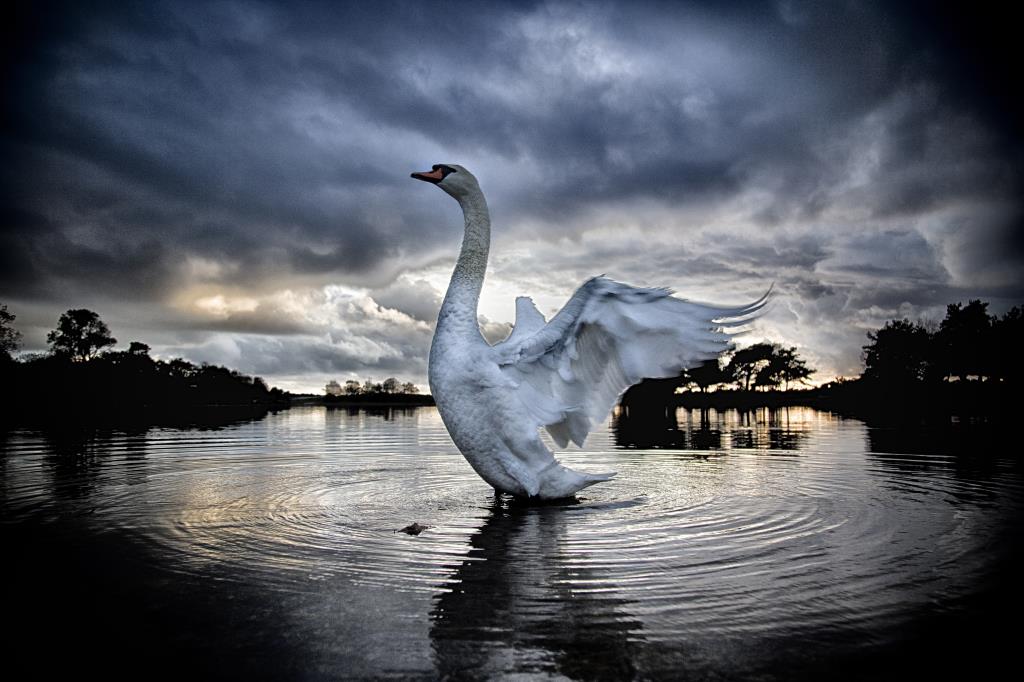 Swan Hatchet Pond