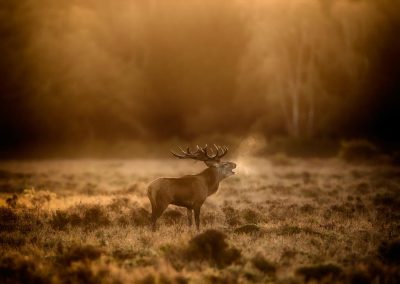 A1 Red Deer Stag_Henry Szwinto