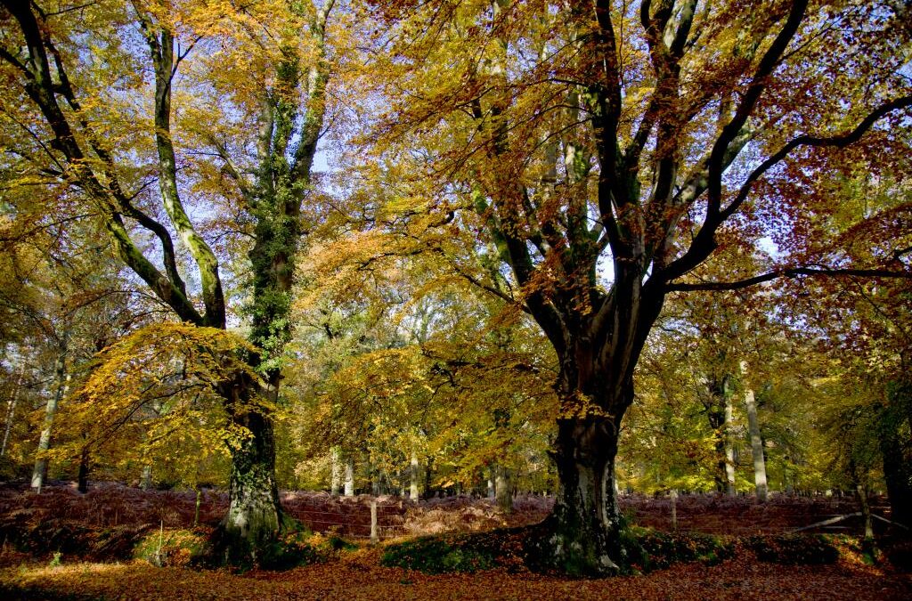 Autumn in The New Forest