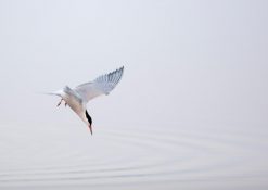 a1-common-tern_henry-szwinto