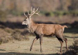 a2-red-deer-stag_henry-szwinto-4