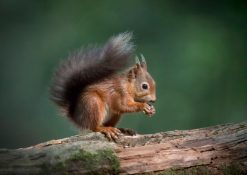 a2-red-squirrel_henry-szwinto