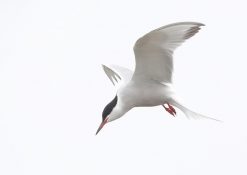 common-tern-2