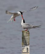 common-terns-courting