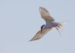 common-tern