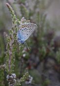 silver-studded-blue