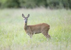 Roe Deer New Forest