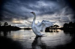 swan hatchet pond New Forest National Park