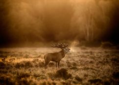 a1-red-deer-stag_henry-szwinto-2