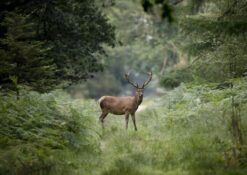 Red Deer Stag New Forest Cervid