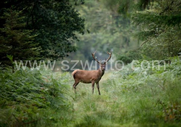 a1-imperial-red-deer-stag_henry-szwinto