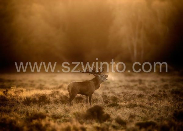 a1-red-deer-stag_henry-szwinto-3