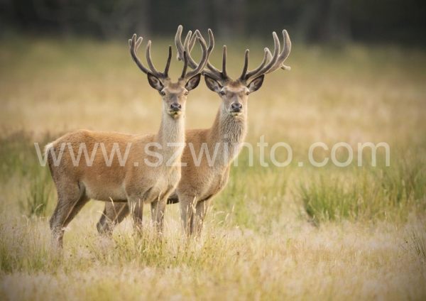 henry-szwinto-red-deer-stags