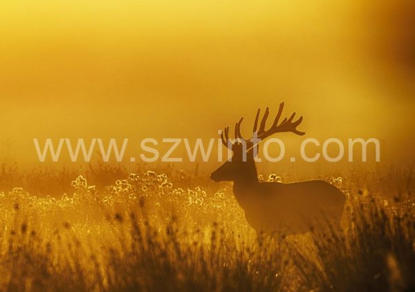 k1-red-deer-stag_henry-szwinto-3