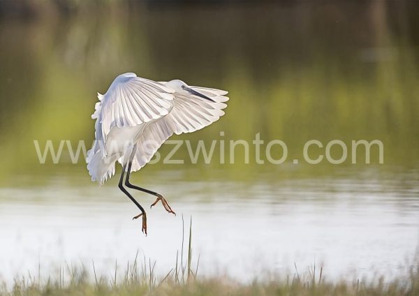 Egret Pennington Marshes