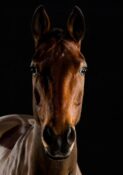 Henry Szwinto Equine Photography New Forest